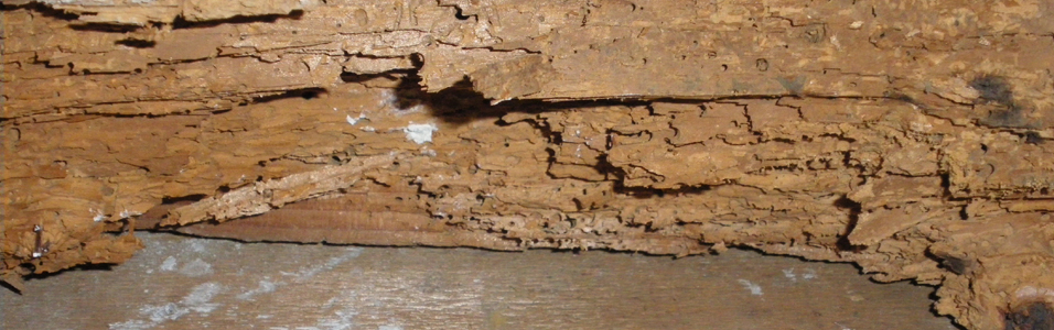 Diagnostic Termites