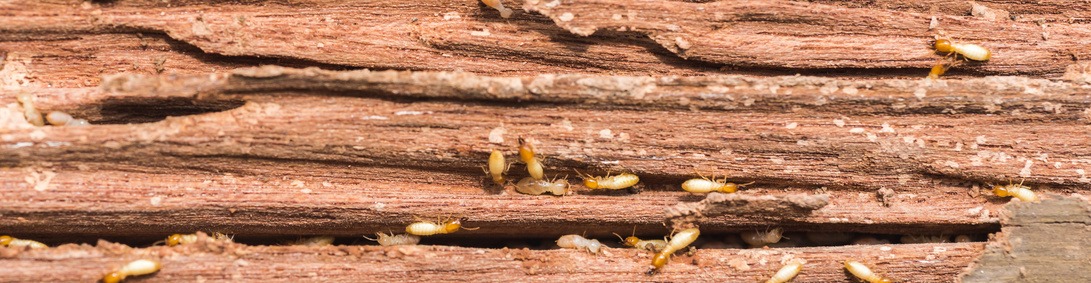 diagnostic termites normandie paris