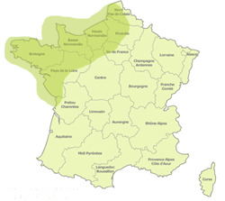 Diagnostic mérule en Normandie (Caen et Rouen)